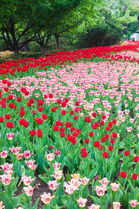 Fields of tulips in Ottawa